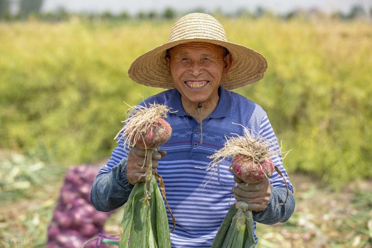 洋葱市场动态揭秘，种植趋势、价格变动与消费趋势探索