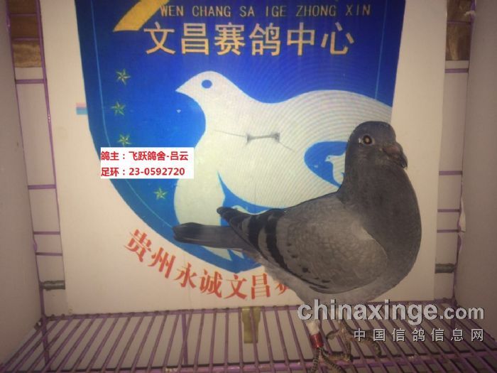 纳雍文昌公棚最新动态更新