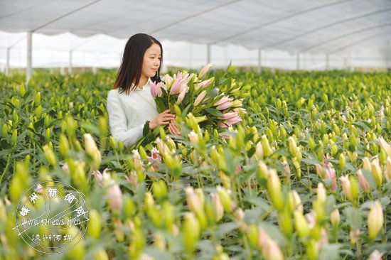 百合上市，我的观察与见解