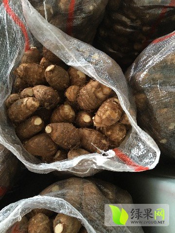 山东芋头价格最新动态更新