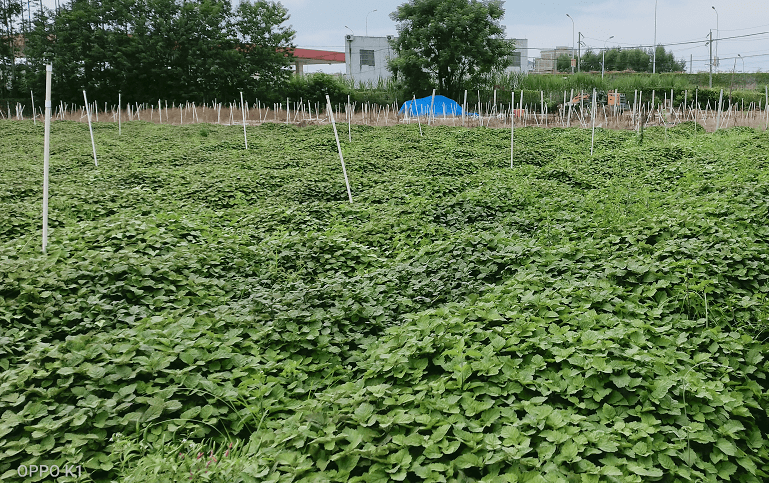 藿香市场动态，变化中的机遇与自信的力量探索