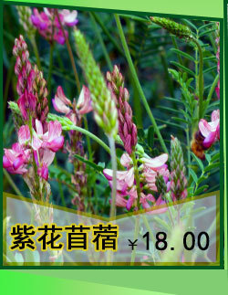 探寻自然之美，最新苍术价格一览