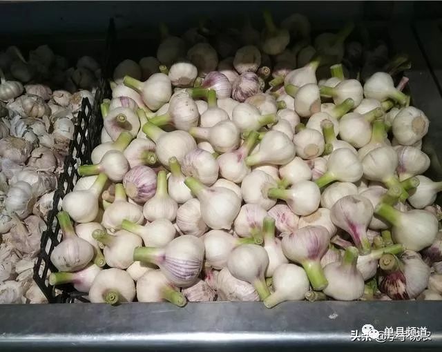 今日大蒜行情更新🌱实时价格动态